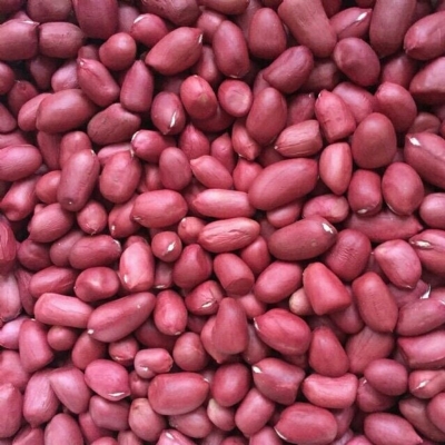 Giống Lạc đỏ