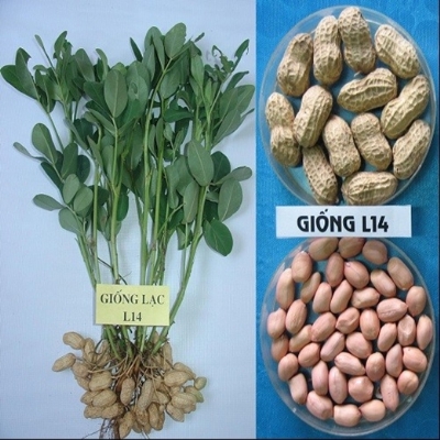Lạc giống L14